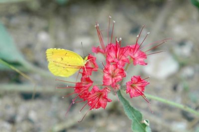 Sleepy Orange  Scarlet Musk-flower DSC_3273.jpg