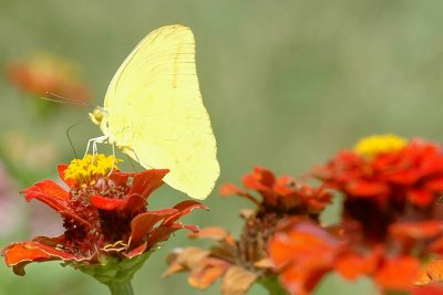 Large Orange Sulphur 1 DSC_3328.jpg