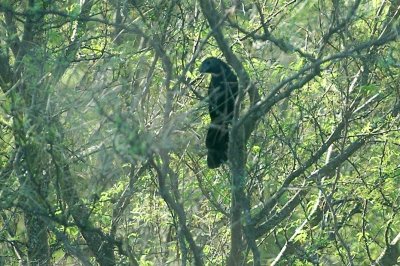 Groove-billed Ani CooksDSC_4990.jpg