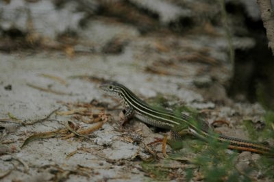 whiptail DSC_5419.jpg