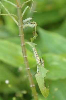 MonarchCatsonButterflyBushDSC_5435.jpg