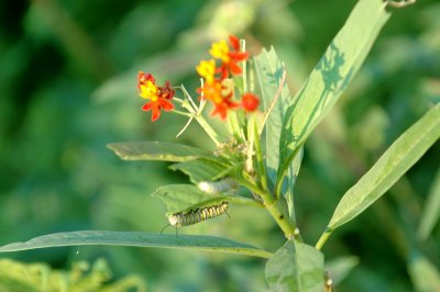 ButterflyBushMonarchKatDSC_5432.jpg