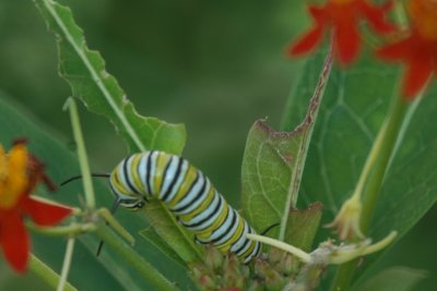 MonarchCatsonButterflyBushDSC_5445.jpg