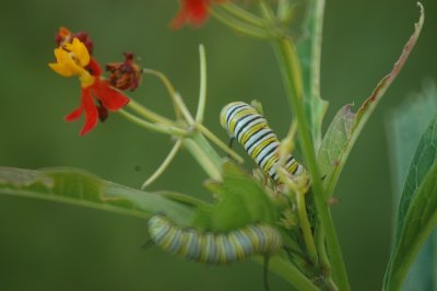 MonarchCatsonButterfly BushDSC_5449.jpg