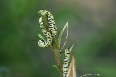 MonarchCatsDSC_5446.jpg