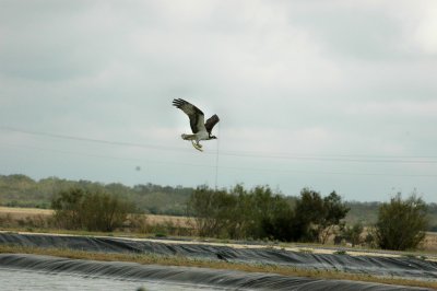 aOsprey taking fish from a tankDSC_7083.jpg