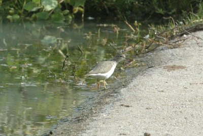 aSpotted Sandpiper CooksDSG_7058.jpg