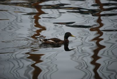 Duck Swimming By