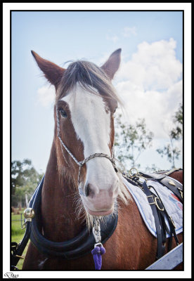 I Saw Penelope The  Pretty Clydesdale!!!!!!Click to see more of Penelope 