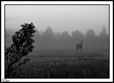 Dripping Morning Mist.