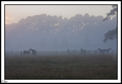 Horses In The Misty Morning.