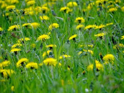 Paardebloemen (Dandelions)