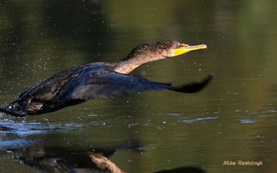 Duck's Day Off - Crazy Cormorant