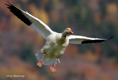 Autumn Snow Goose