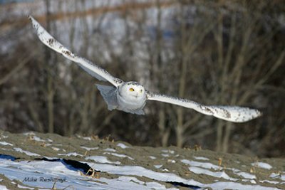 Snowy Owl - Harfang - On The Move