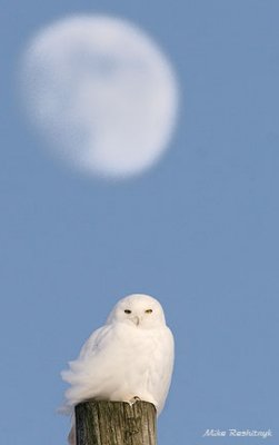 New Year's Eve Moon Sentinel - Snowy Owl - Harfang