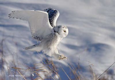 In Communion With Nature - Snowy Owl - Harfang