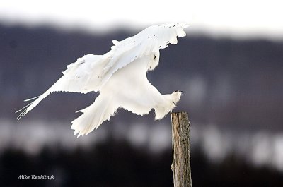 Dynamic Landing - Male Snowy Owl On A Grey Cloud-Covered Day
