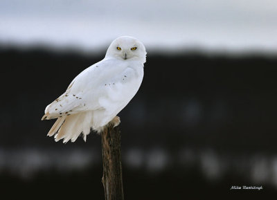 Male Snowy Owl After Landing On A Grey Cloud-Covered Day