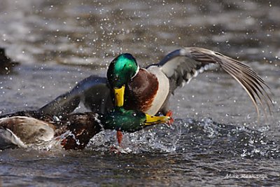 A Pretty Fowl Affair - Cock Fight Mallard Style