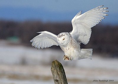 Dynamic Snowy Owl On The Move