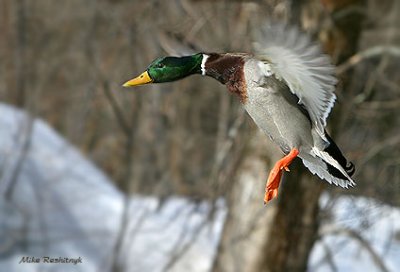 Return To The Homefront For This Nordic Mallard