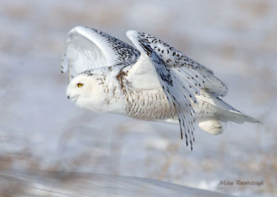Snowy Owl Fly-By