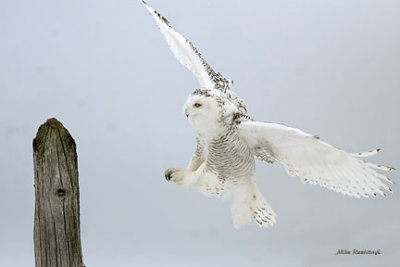 Low Approach - Snowy Owl - Harfang