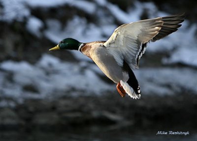 Warm Mallard - Cold Blue Day