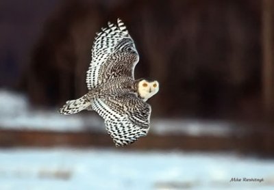 Young Snowy Owl At Dusk