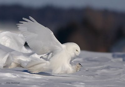 Dynamic Male Snowy Owl - Harfang