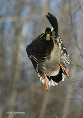 Chop-Chop - Martial Arts Mallard