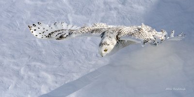 Into The Abyss - Snowy Owl