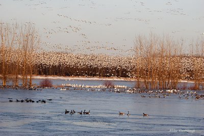 Migrating Geese And Ducks Have Arrived At Baie Du Fevre - At Dawn
