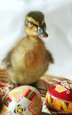 Joyeuse Pâques - Happy Easter - Xhrystos Voskres