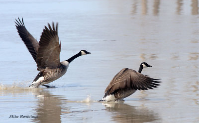 Canada Geese Spring Race Departure