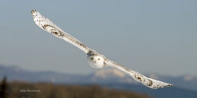 Snowy Owl On The Move