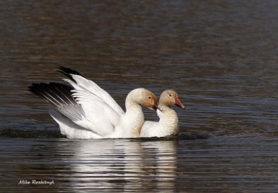 Springtime Hanky-Panky At Cap Tourmente - Snow Geese Mating
