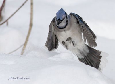 Blue Jay Hitting The Moguls