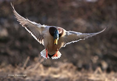 Mallard Duck Deployed For Serious Action