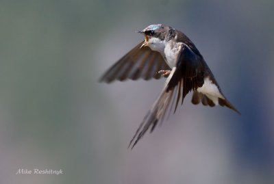 Annoyed With Another  Intruding Tree Swallow