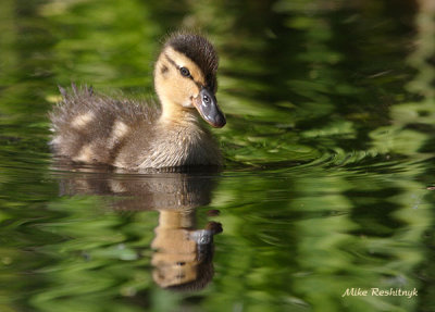 Why Is The Water Green? Duckling Explores His New Environment