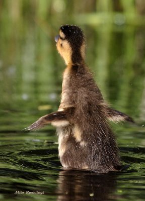 Duckling Testing His Budding Flight Wings. We Don't Have Liftoff!
