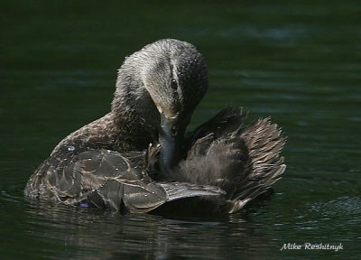 Black Beauty - No, Not The Horse, The Duck!