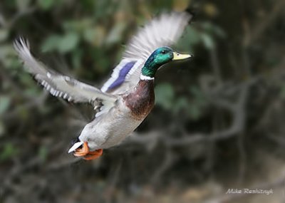 Off To Greener Patures - Mallard Duck