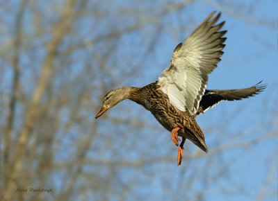 Suspended In Air - Mallard Duck