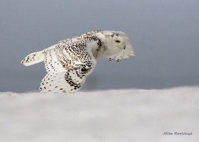 Snowy Owl On The Move - Remembering More Frigid Times