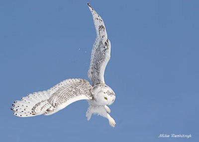 Aerial Ballet, Snowy Owl-Style