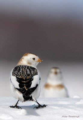 Snow Bunting Face Off