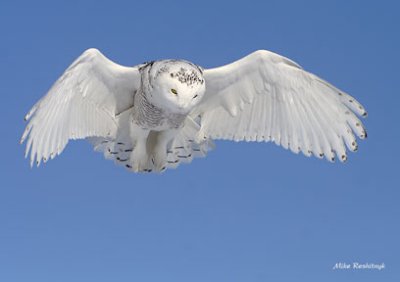 Hovering Snowy Owl - Remembering The Cooler Days Of Winter